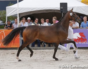Flieka, KWPN Mare Champion of 2013 :: Photo © Dirk Caremans