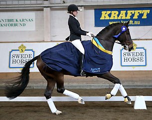 Revolution wins the 2013 Swedish Young Horse Championships :: Photo © Ronald Thunholm