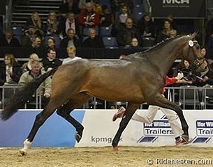 Vincent Maranello (by Zack x Future Cup) :: Photo © Ridehesten