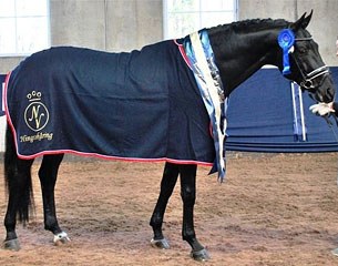JJ Hamsun at the 2013 Norwegian Warmblood Stallion Licensing