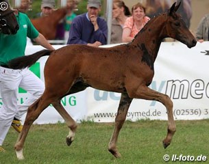 The reserve champion colt by Apache x De Niro