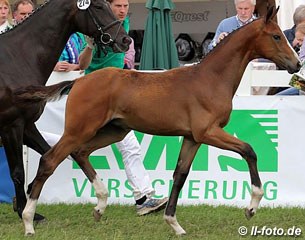 The third placed filly by Foundation x Sandro Hit