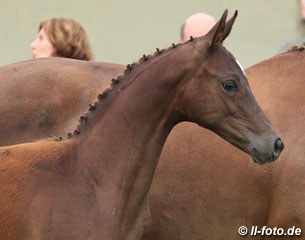 The fifth placed colt by Hochadel x Rotspon