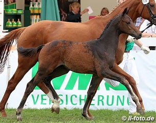 The sixth placed colt by Rubin Royal x Londonderry