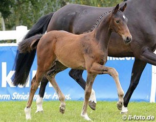 The sixth placed filly by San Amour x Fidertanz