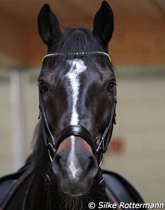 The Holsteiner gelding Loverboy