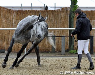 Swiss jumper Beat Mändli lunging according to the Schoneich method