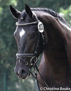 The San Bernadino x Dauphin x Matrose selected for the 2013 Hanoverian Licensing at the pre-selection in Meppen :: Photo © Christina Beuke