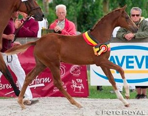 Nurgella van het Mettenhof :: Photo © Foto Royal