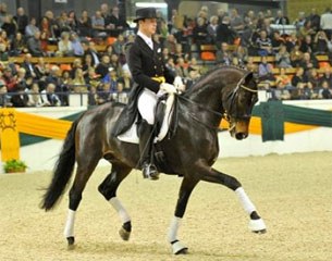 Steffen Frahm and Herzensdieb at the 2013 Trakehner Stallion Licensing :: Photo © Kiki Beelitz