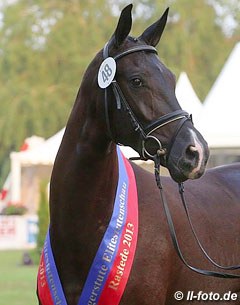 Calamity Jane (by San Amour x Rohdiamant) wins the 2013 Oldenburg Elite Mare Show in Rastede :: Photo © LL-foto