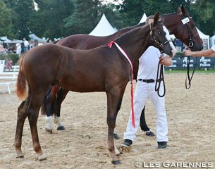 Sinatra de Hus (by Soliman x Rubin Royal) wins the 2013 French Foal Championship :: Photo © Les Garennes