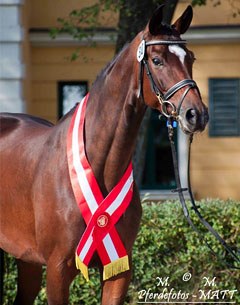 Cassandra L (by Scolari x Friedensfurst), the 2013 Austrian Warmblood 4-year old Mare Champion :: Photo © Pferdefotos MATT