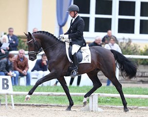 David (by Davignon II), the 3-year old Austrian Warmblood Young Horse Champion :: Photo © Pferdeportal.at