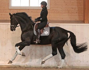 Tinne Vilhelmson on her new rising Grand Prix horse Benetton Dream (by Brentano II x Rotspon)