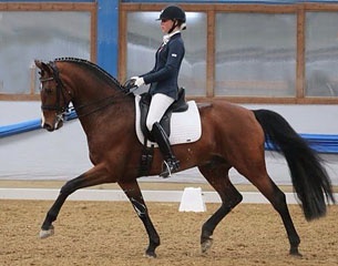 Estelle Wettstein on her new junior riders' horse Romocantin (by Rockwell x Coriograf)