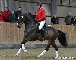 Adrenalin Firfod at the 2013 Danish Winter 35-Day Stallion Performance Testing :: Photo © Ridehesten.com
