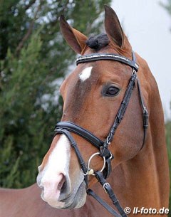 Fabian DSF at the 2013 North American Stallion Performance Test :: Photo © LL-foto