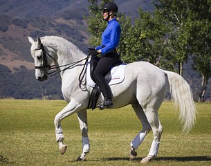 Grand Prix schoolmaster Strauss for sale