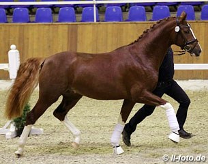 A Belissimo x De Niro colt