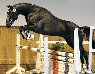 De Lorean at the 2013 Oldenburg Stallion Approval in Vechta :: Photo © LL-foto