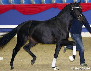 Furstenglort (by Furstenball x Rohdiamant x Glorieux) got accepted for the 2013 Oldenburg Stallion Licensing :: Photo © LL-foto