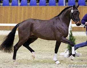 A Serano Gold x Rohdiamant colt