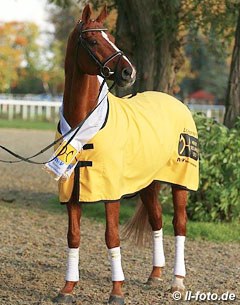 Londonderry (by Lauries Crusador xx x Warkant) :: Photo © LL-foto 