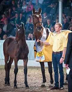 Ria Grande (by Ritual x Grande), Hanoverian Mare of the Year 2013