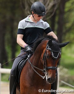 Yes it's time to get back into the show ring! Anders Dahl on Sir Donato (by Sir Donnerhall x Barsoi xx)