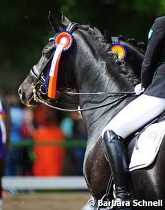 In the ribbons at the 2013 CDI Wiesbaden :: Photo © Barbara Schnell