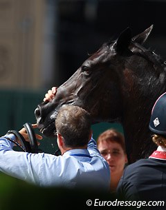 During the bit check, Her Highness' entire bridle came off when they took off the fly cap. She   quietly stood still while being tacked again.