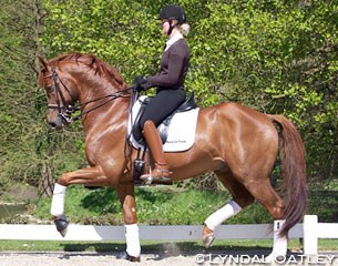 The 9-year old Dutch warmblood stallion Breezer (by Johnson x Sultan) :: Photo © Lyndal Oatley