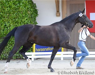 Dolce Vita, 4-year old champion mare by De Niro x Don Primero x Royal Angelo