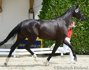 The third ranked 3-year old Dollar Baby (by Dancier x Don Crusador x Achenbach) 