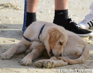 Young golden retriever