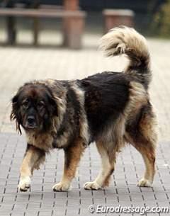 The Caucasian shepherd at Van Baalen