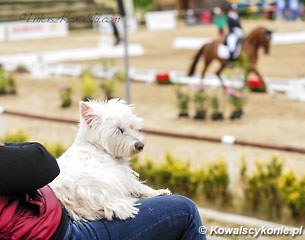 A dog's life at a show