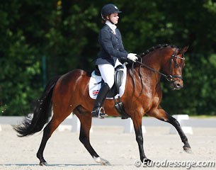 Alexandra Hellings on Der Kleine Lord at the 2014 CDI Compiegne :: Photo © Astrid Appels