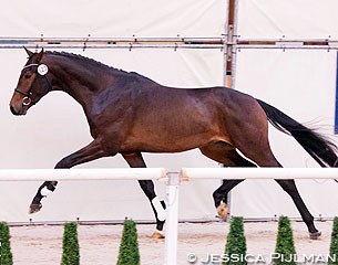 Heartbeat (by Tango x Gribaldi) was selected for the second phase on the second pre-selection day in Ermelo :: Photo © Jessica Pijlman