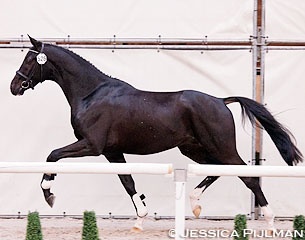 The Totilas x Sir Donnerhall at the second pre-selection day for the 2015 KWPN Stallion Licensing :: Photo © Jessica Pijlman