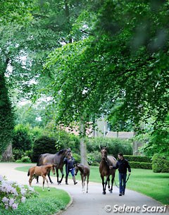 ET foals out of Top Secret: MSJ Cashmere (by Charmeur x Totilas) followed by Front Row (by For Compliment x Totilas) and her San Amour colt San Sebastian