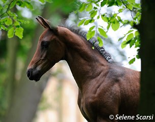 MSJ Farao: by Ferro out of VIP (by Vivaldi x Donnerhall) sold to Lone Boegh Henriksen and Paul Schockemohle