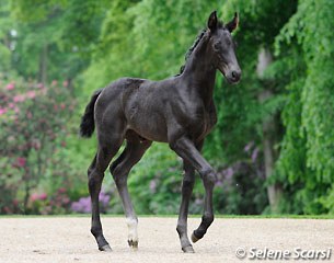 MSJ Tia Fortuna (by Furst Heinrich x Donnerhall)