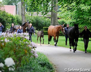 Tia Roma with her 3 ET foals of 2014: MSJ Tia Nova (by Negro), MSJ Tia Fortuna (by Furst Heinrich) and MSJ Smartini (by Negro)