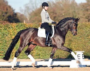 Kira Wulferding and For Romance training at the Lodbergen dressage performance center :: Photo © Tanja Becker/equitaris.de