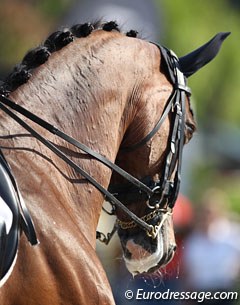Arlene Page's Danish mare Alina