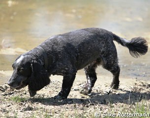 Cocker Spaniel Max