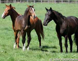Fiona's youngsters Loxley (by Lord Loxley), Charismatic (by Dramatic), Lord (by Lord Loxley)