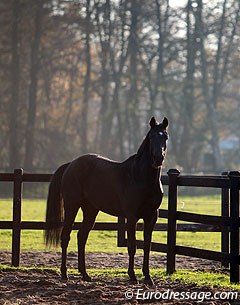 A 3-year old home bred youngster in the field